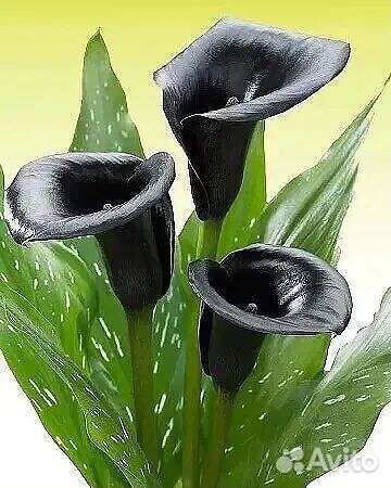 Клубни каллы