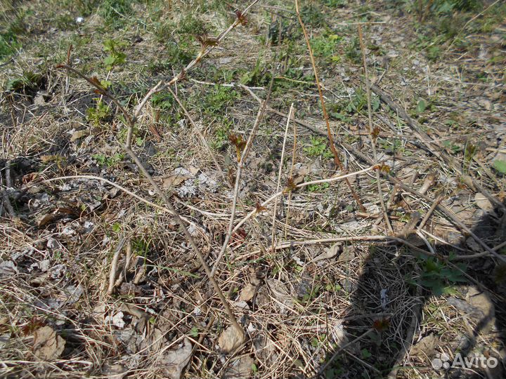 Саженцы рябины, калины и ягоды