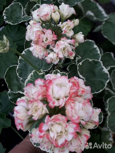 Пеларгония герань