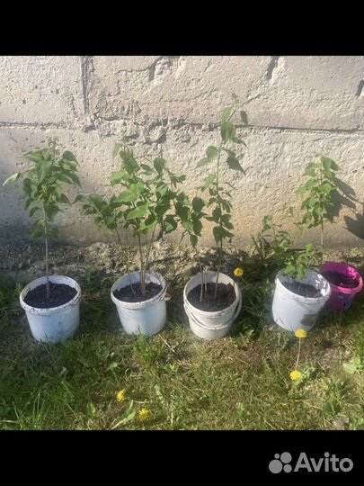 Саженцы сирени