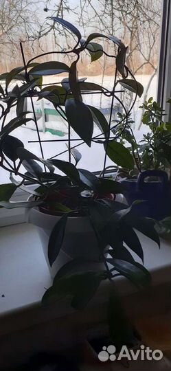 Пальма драцена высота 1.8м, роза китайская- высота