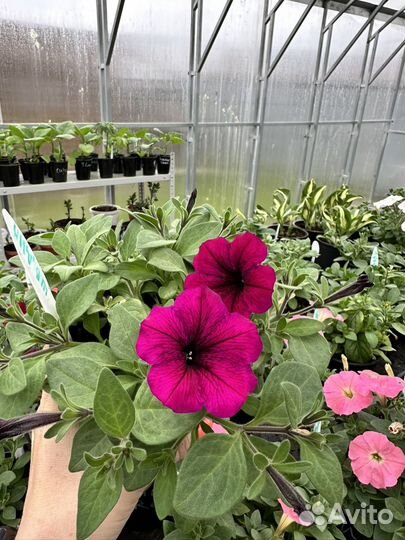 Рассада петунии