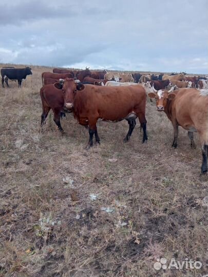 Корова двойные, стельные, яловые, тёлки