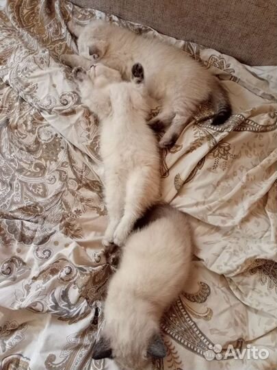 Шотландские котята