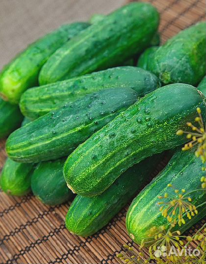 Огурец Портос F1 0,2 гр цв.п