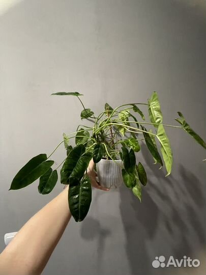 Филодендрон бурле макс