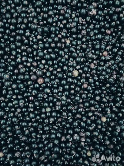 Черная смородина