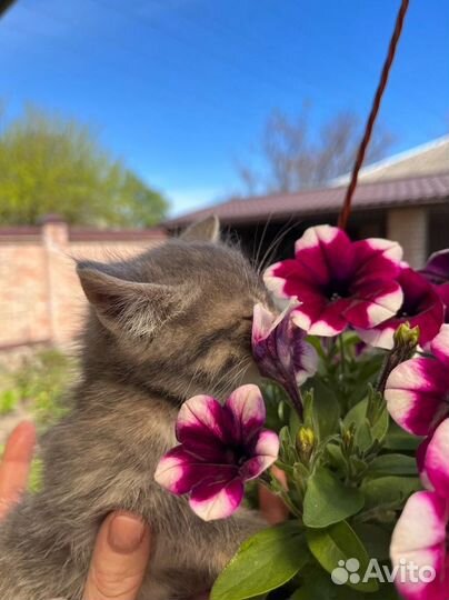 Отдам кошечку