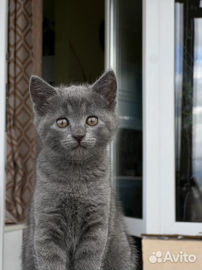 Отдадим кошечку