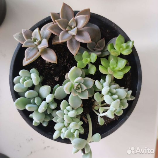 Суккуленты микс