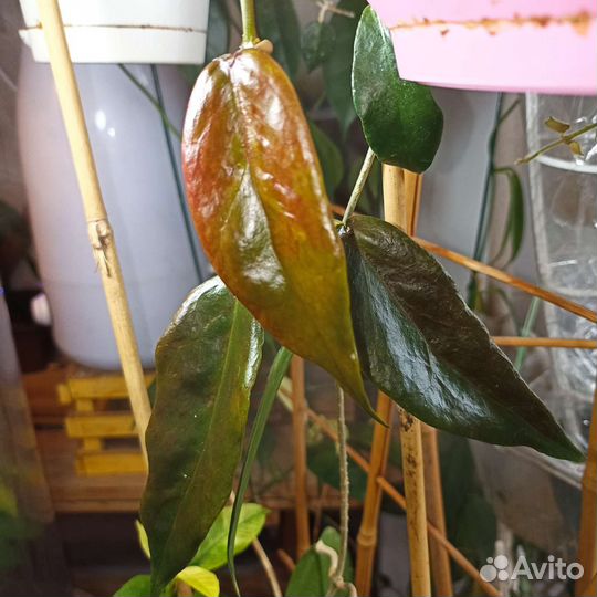 Хойя Макгилливрей. Хойя Тимор