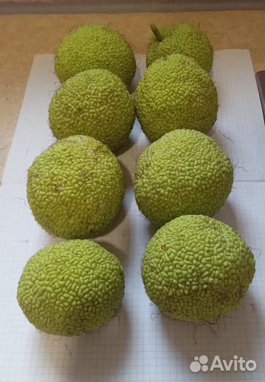 Настойка из маклюры адамового яблока