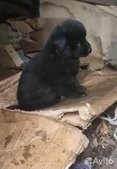 Щенки в добрые руки