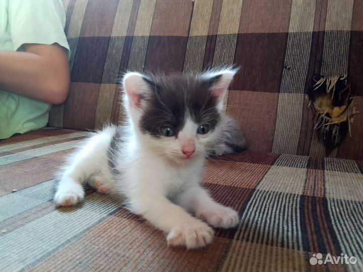 Кошка в дар