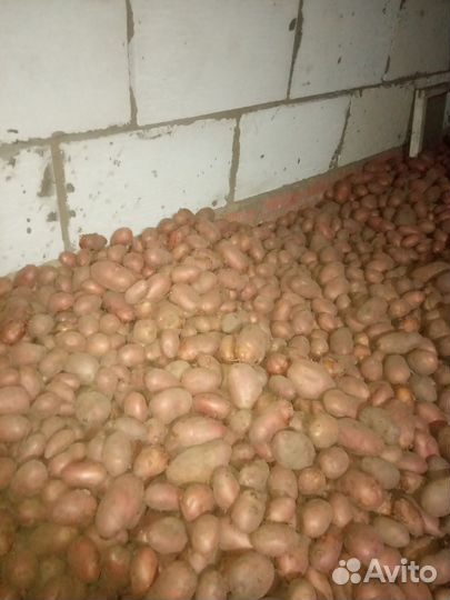 Картофель мешком