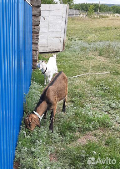 Козел на вязку