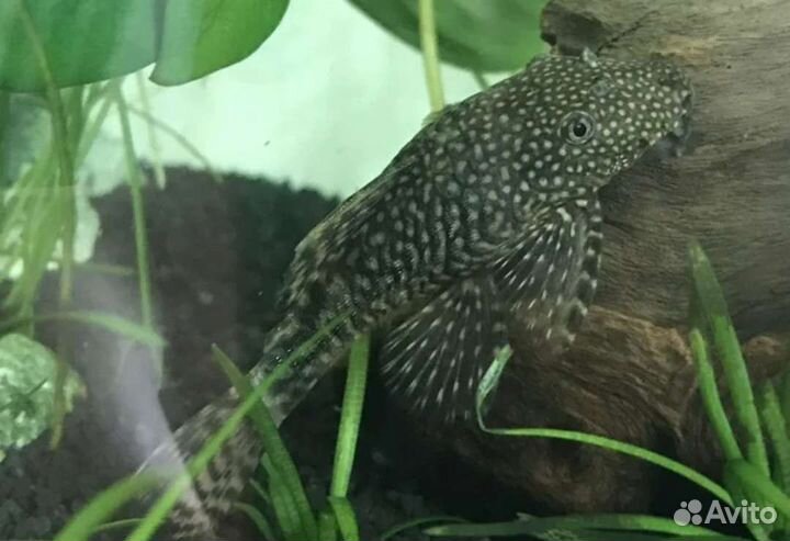 Сомики анциструсы подрощенные, взр.самка