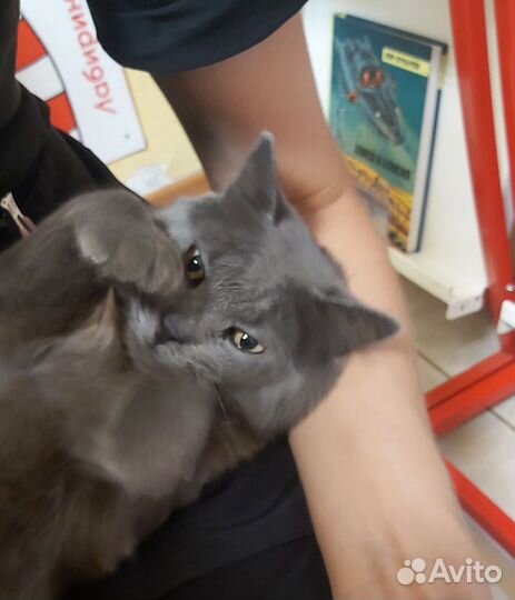 Котенок подросток в добрые руки, бесплатно