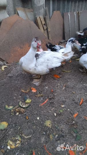 Мускусные утки тяжелые линии