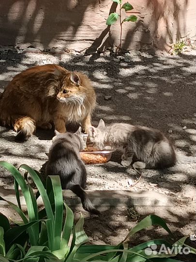 Кошка с котятами