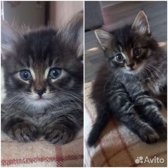 Котята в добрые руки мальчики