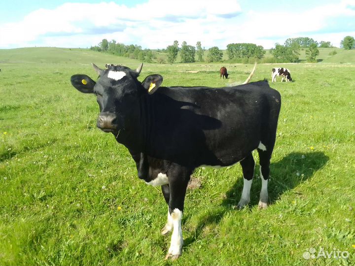 Нетель стельная