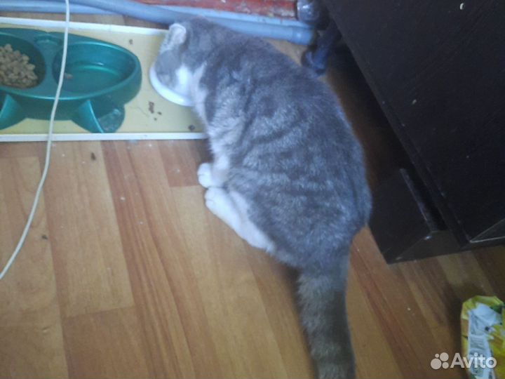 Кошки в добрые руки