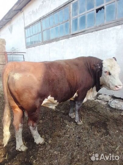 Быки и телки