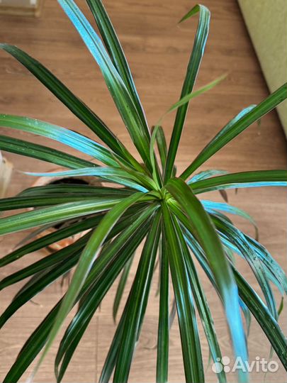 Пальма драцена 90 см
