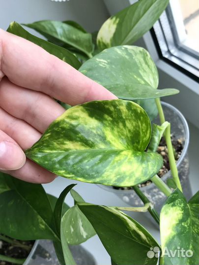 Сциндапсус золотистый