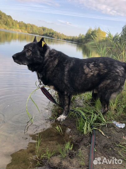 Собака бесплатно