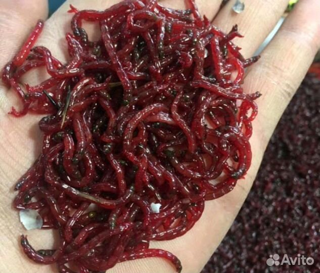 Мотыль для рыбалки