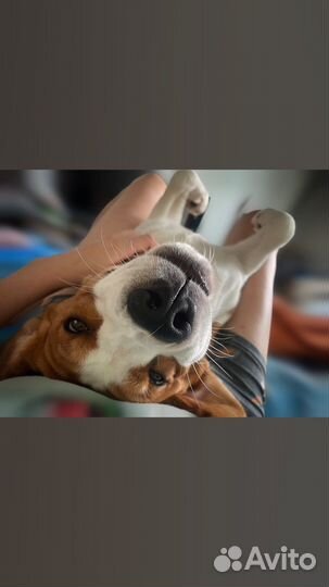 Вязка бигль