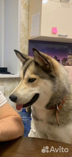 Сибирский хаски