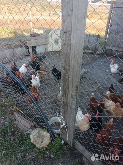 Домашние куриные яйца, молоко козье