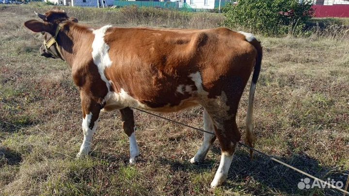 Телка 1 год