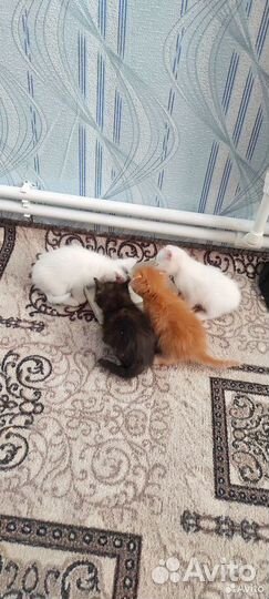 Котята в добрые руки приучены к лотку