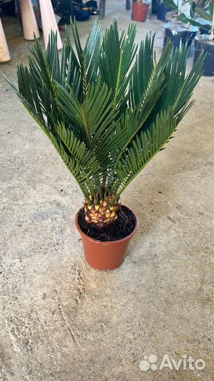 Пальма цикас