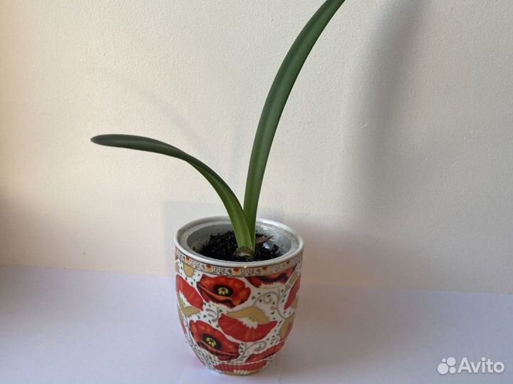 Гиппеаструм амариллис