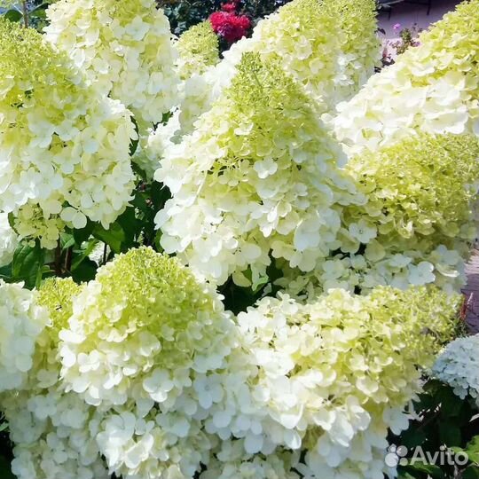 Гортензия метельчатая Полар Бир