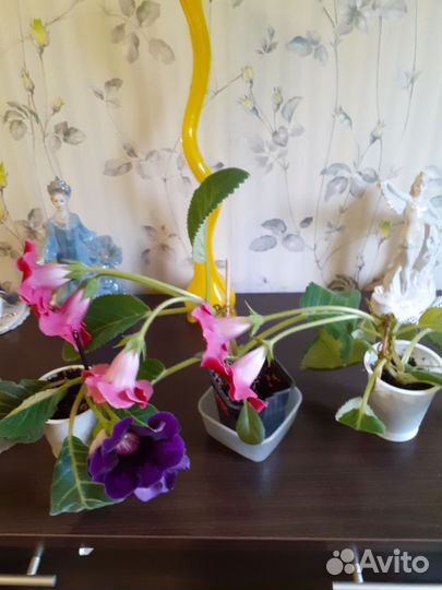 Глоксиния цветущая