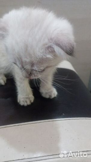 Кошки в добрые руки породистые