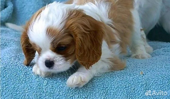 Спаниельки