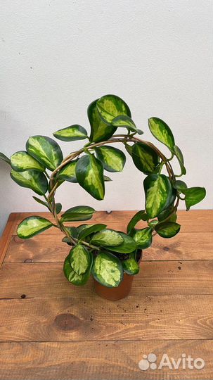 Хойя аустралис лиза