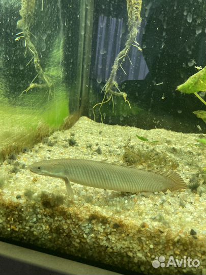 Аквариумные рыбки