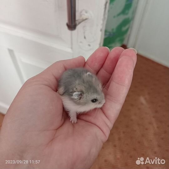 Джунгарский хомяк