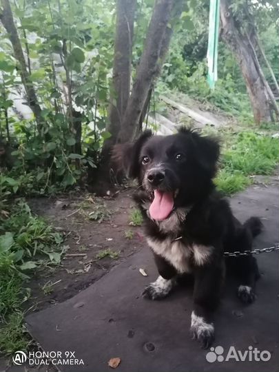 Маленькая собака в добрые руки бесплатно