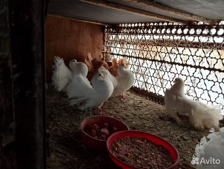 Голуби павлины