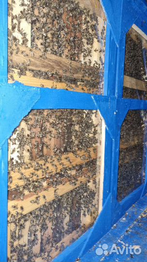 Павильон для пчел