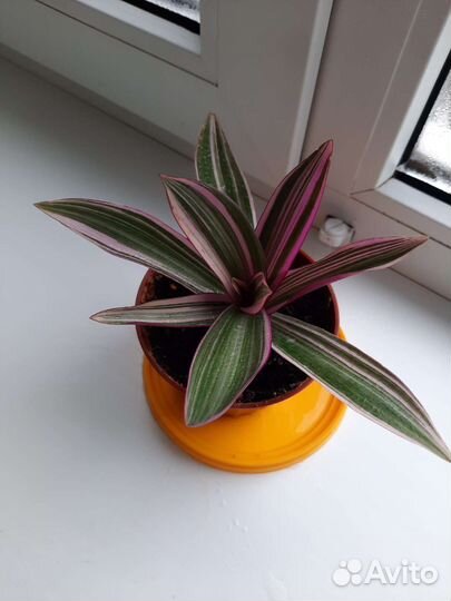 Традесканция Рео покрывальчитая